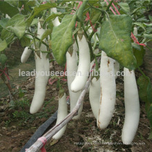 E04 Guanglian f1 hybrid white eggplant seeds, different types of eggplant seeds for sale